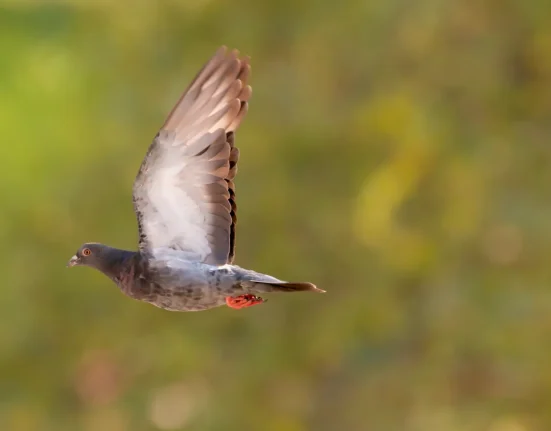 L'organe surprenant qui guide les pigeons vers leur domicile : une étude révèle le rôle du foie.
