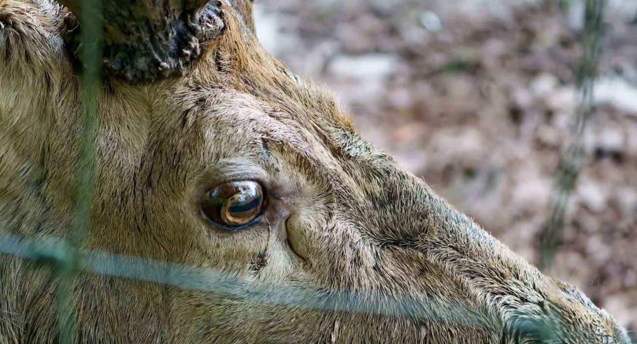 Maladie chronique de dépérissement : des animaux asymptomatiques en tant que vecteurs dans une étude en laboratoire