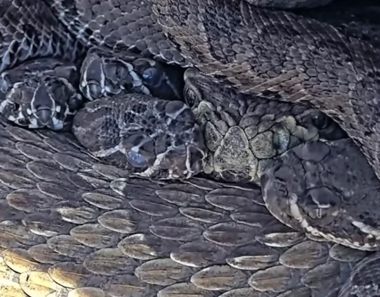 Maman serpent à sonnette émerveille les internautes en se blottissant avec ses nouveau-nés en direct.