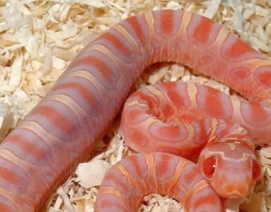 Mutation rare crée des serpents sans écailles, soulevant des questions éthiques.