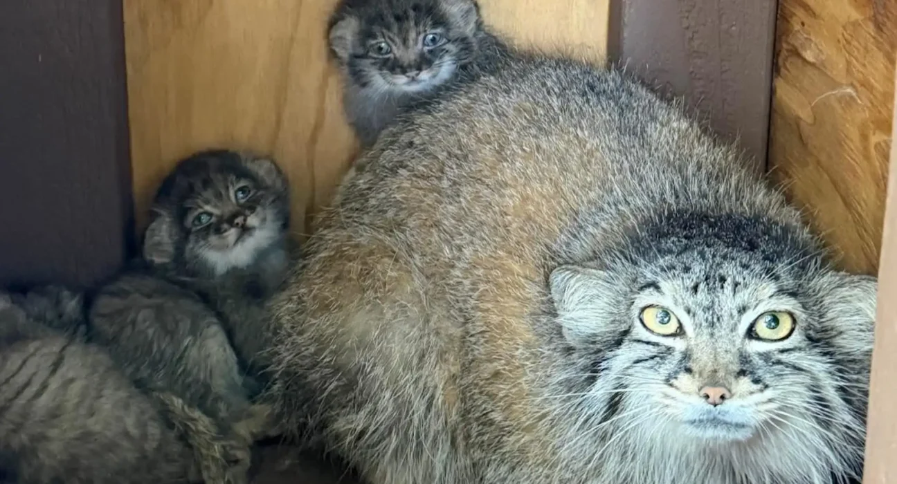 Naissance de trois rares chatons Pallas après la destruction de leur habitat par une tempête hivernale au zoo d'Illinois.