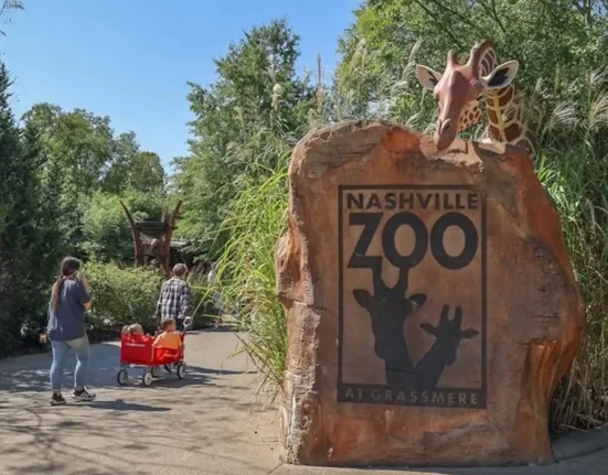 Nashville Zoo alerte sur un centre de données à 50 mètres pouvant perturber la reproduction des léopards des nuages