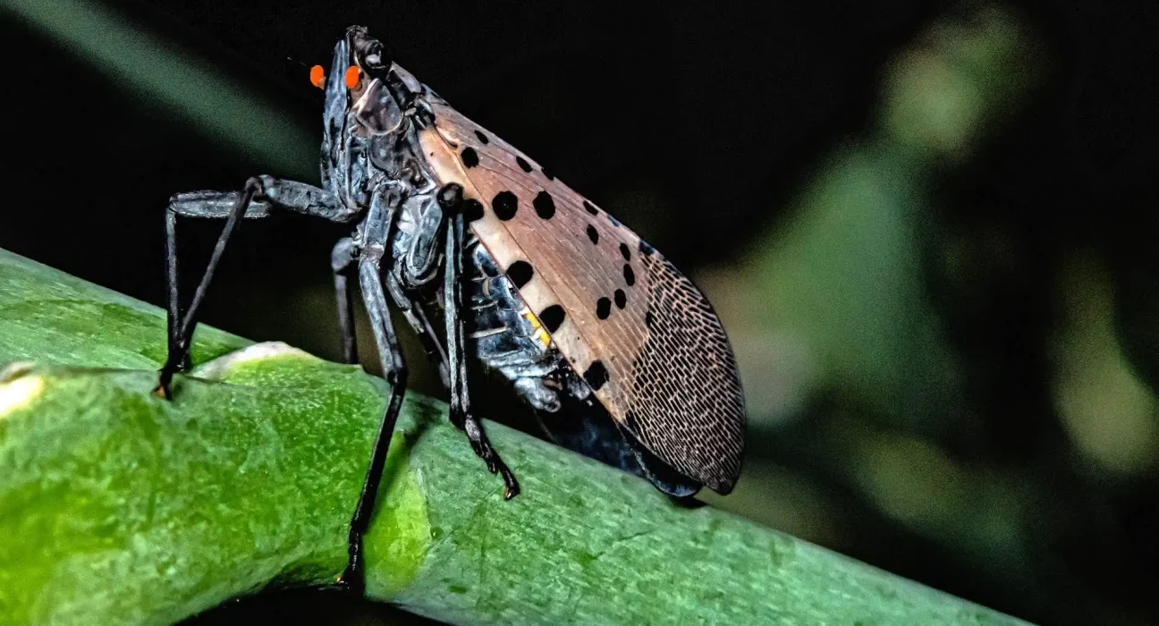 Ohio alerte : Les œufs de la mouche lanterne tachetée ont survécu à l'hiver et une nouvelle vague s'annonce.