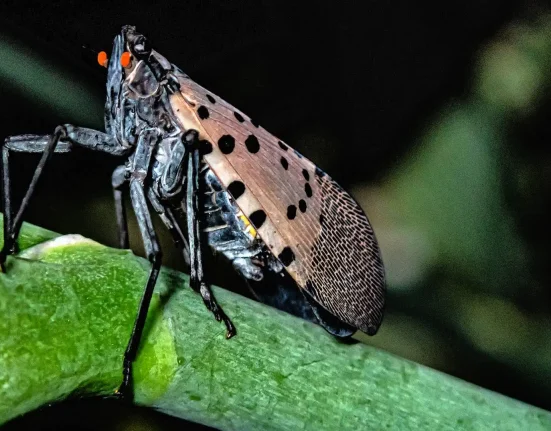 Ohio alerte : Les œufs de la mouche lanterne tachetée ont survécu à l'hiver et une nouvelle vague s'annonce.