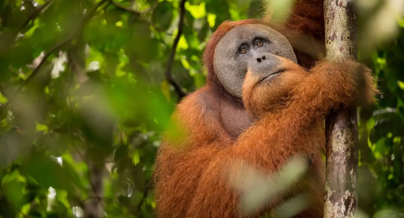 Pluie inhabituelle et glissements de terrain : 7% des orangs-outans de Tapanuli perdus en quatre jours.