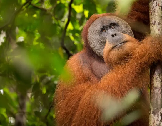 Pluie inhabituelle et glissements de terrain : 7% des orangs-outans de Tapanuli perdus en quatre jours.