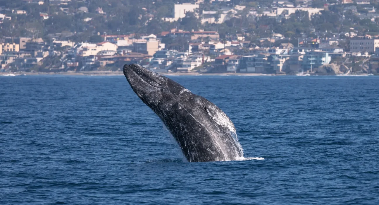 Plus de 51 baleines périssent déjà cette année sur la Côte Ouest, victimes des collisions maritimes