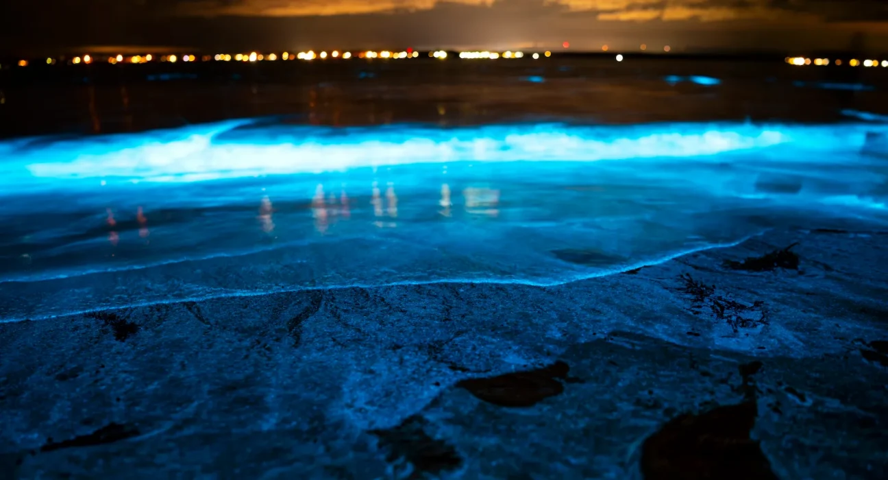 Poisson des profondeurs : des cristaux en forme d’aiguille pour rediriger sa bioluminescence.