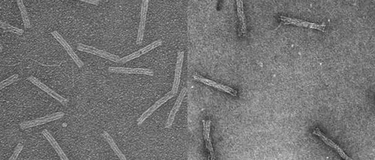 Première mondiale : La Nanopêche révolutionne l'administration des médicaments.