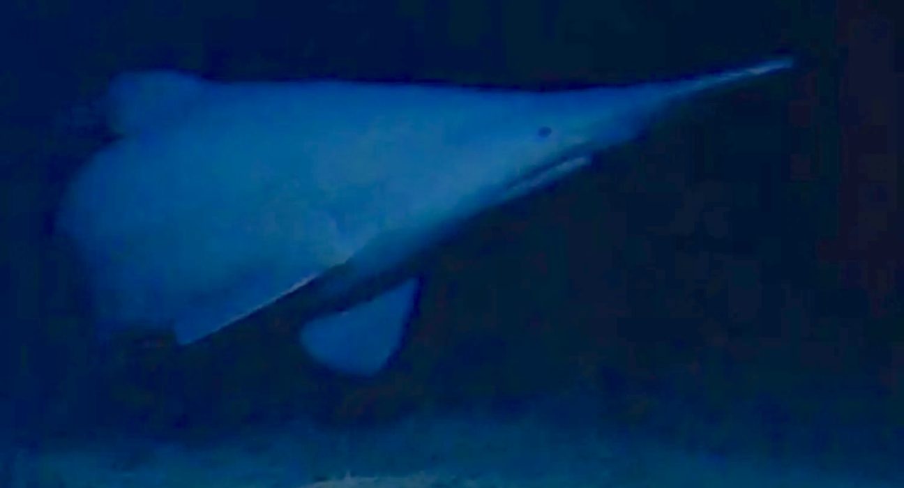 Premières images sous-marines d'un requin gobelin, fossile vivant, à 2 000 mètres de profondeur.
