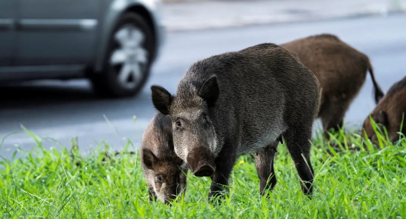 Préparation des États du Nord face à l'invasion des 'super cochons' porteurs de maladies du Canada