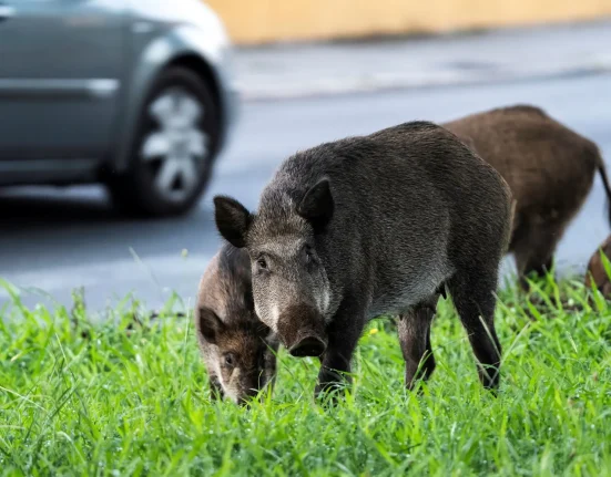 Préparation des États du Nord face à l'invasion des 'super cochons' porteurs de maladies du Canada
