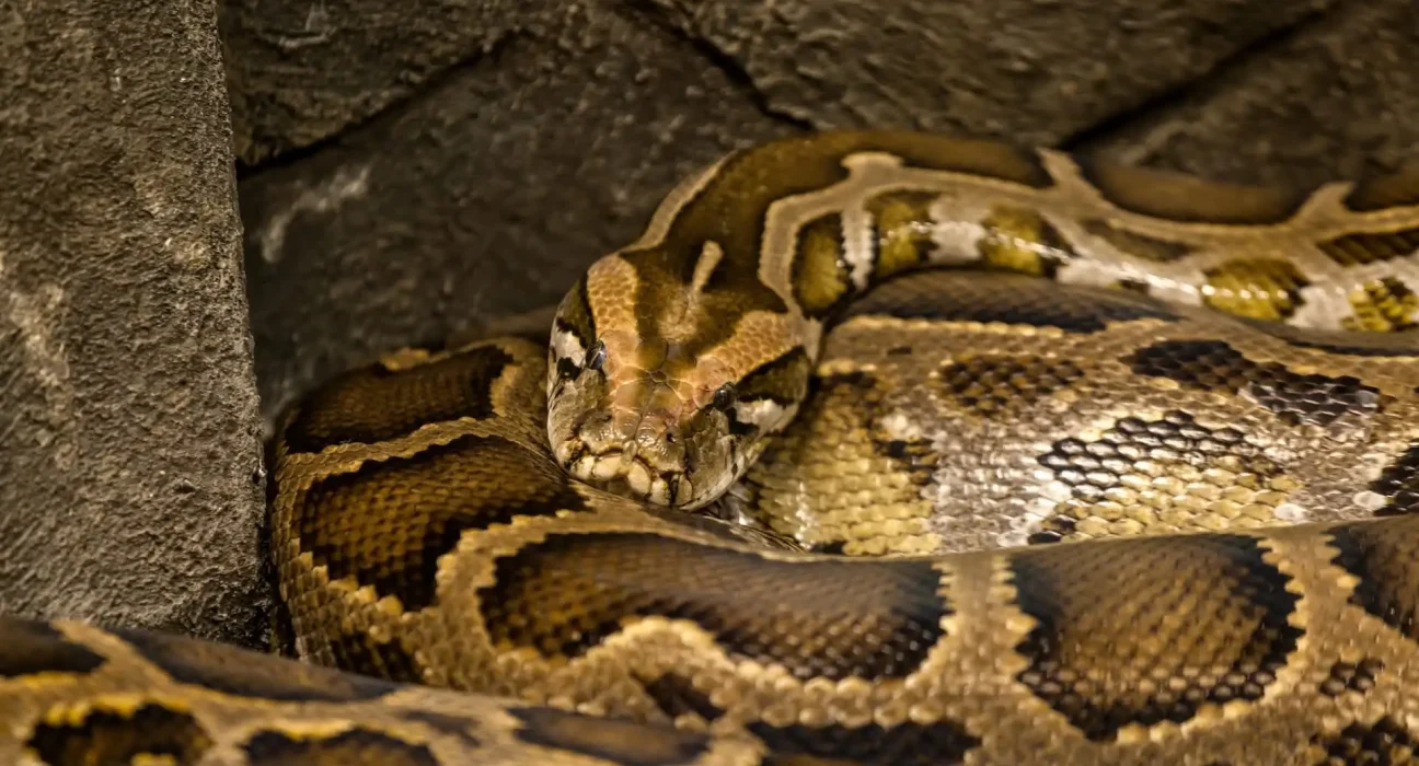 Problème des pythons birman en Floride : une chasse record de 294 serpents en 10 jours peine à faire la différence