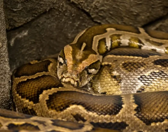 Problème des pythons birman en Floride : une chasse record de 294 serpents en 10 jours peine à faire la différence