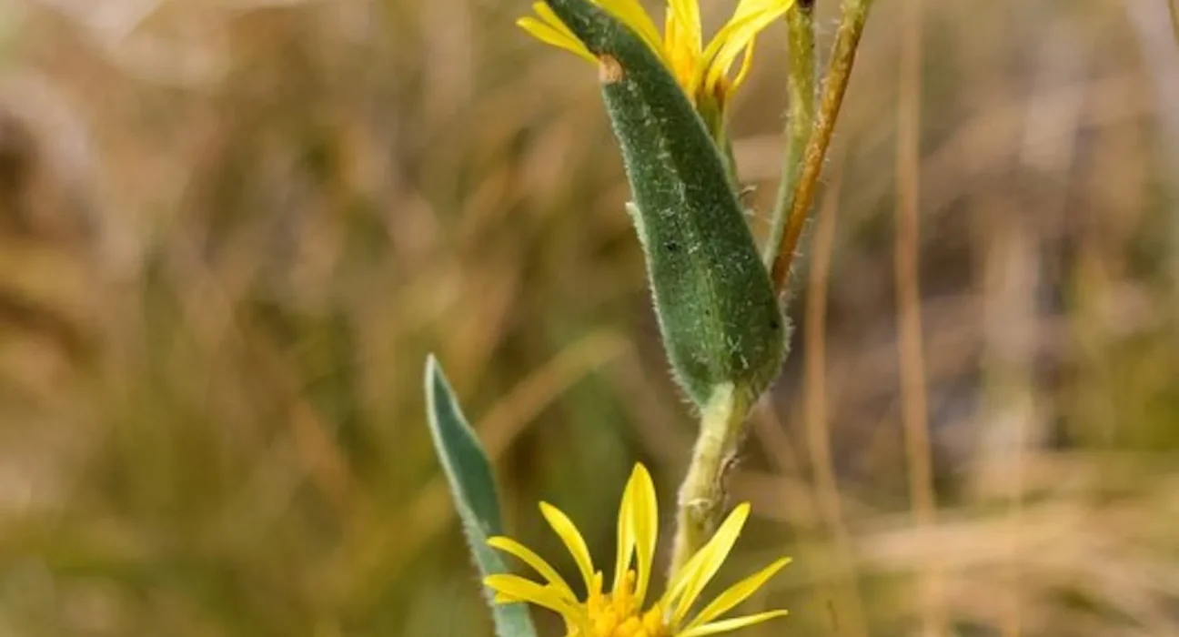 Protection d'urgence pour deux espèces rares de goldenweeds face à la disparition des prairies du Nord-Ouest