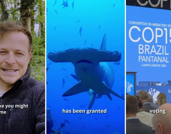 Protection totale accordée aux requins marteaux scallopés, en danger critique d'extinction, sur l'ensemble de leur aire de migration.
