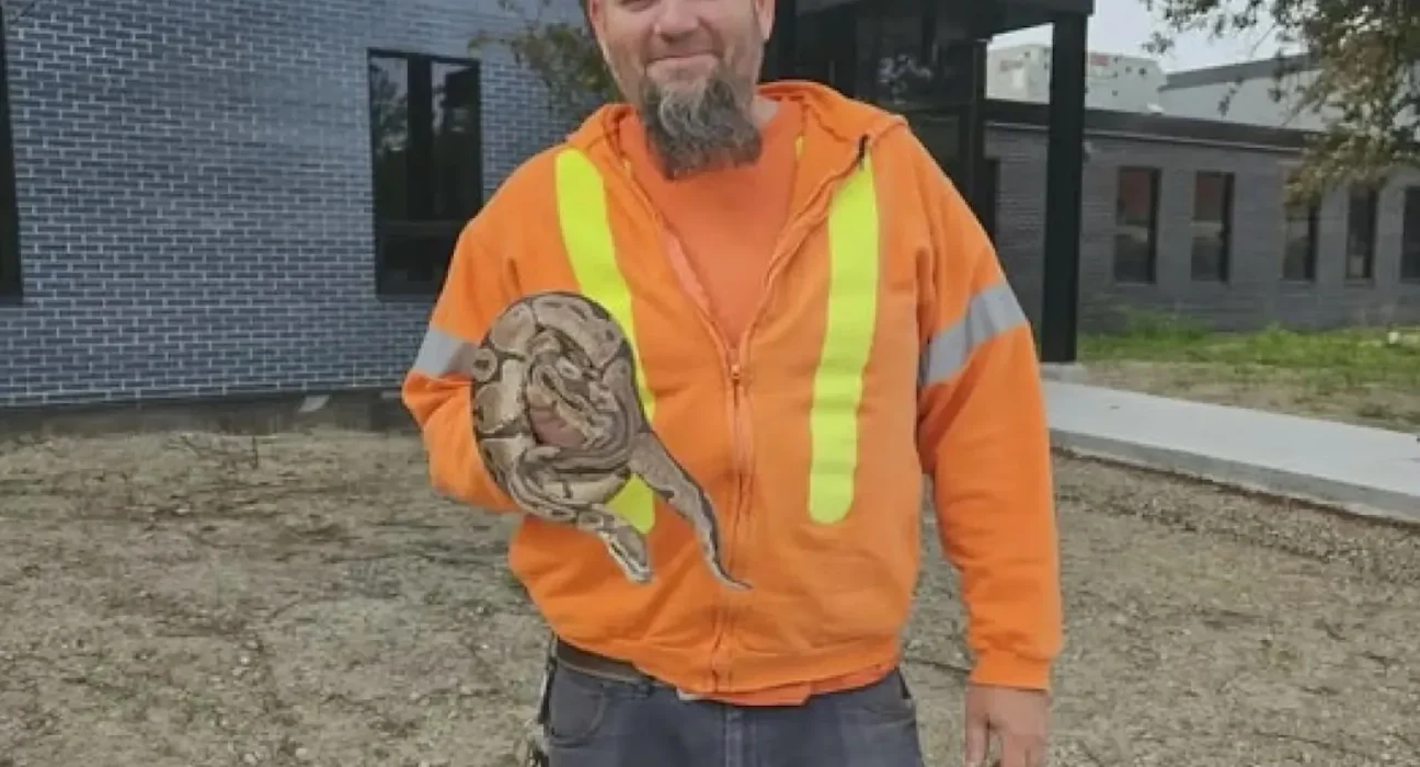 Python royal perdu retrouvé 25 pieds sous terre en Ontario après avoir été cru perdu dans des toilettes.