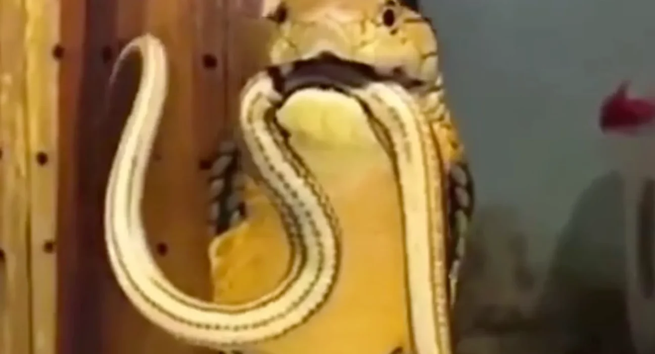 Quand le cobra royal fait entendre un rugissement profond, confondu avec celui d'un tigre.