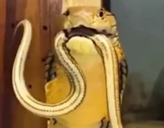 Quand le cobra royal fait entendre un rugissement profond, confondu avec celui d'un tigre.