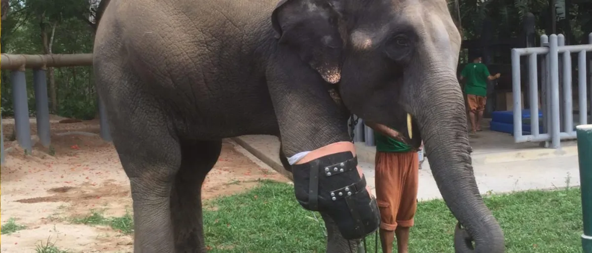 Rencontrez Mosha, l'Éléphant au Destin Transformé par une Prothèse Après une Explosion de Mine.