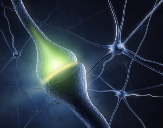 Reprogrammation Réussie des Neurones dans des Animaux Vivants