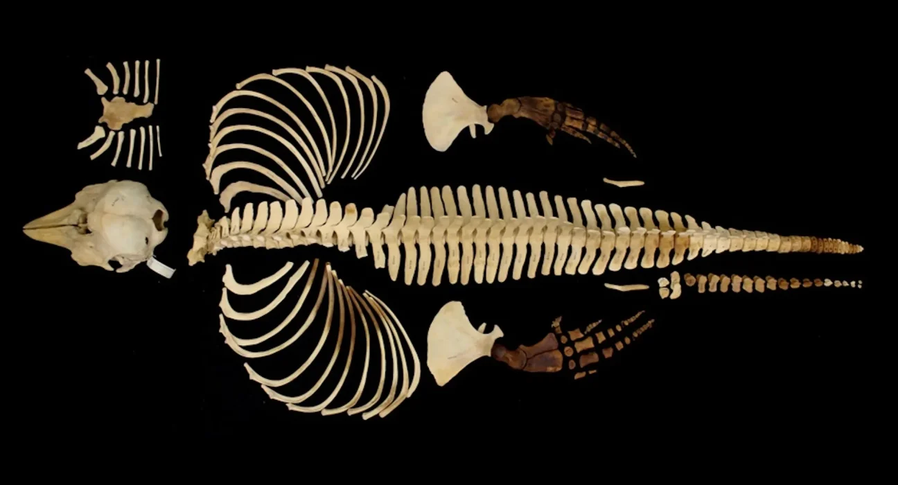 Restaient peu de vaquitas : le squelette désormais imprimable en 3D pour tous