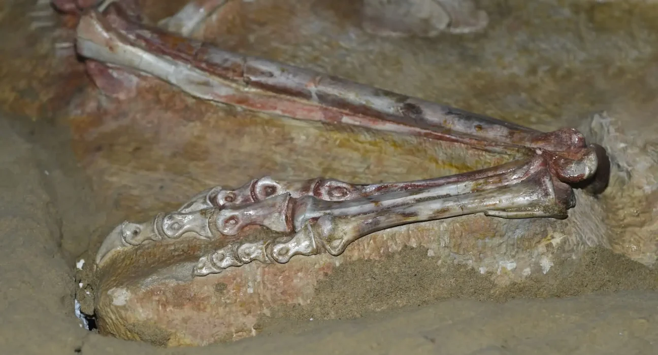 Retour Triomphal : Découverte d'un Squelette de Tarbosaurus et de 28 Groupes de Fossiles en Mongolie après 20 Ans de Trafic