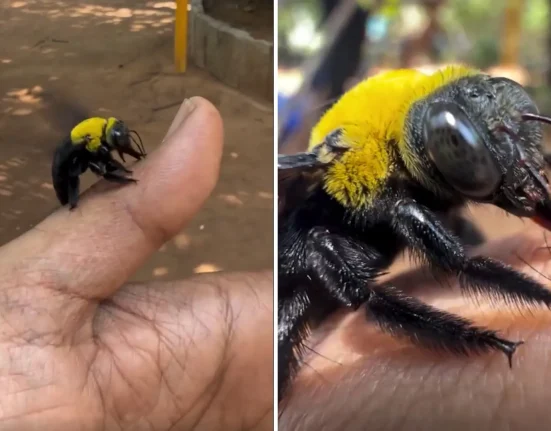 Révélations sur la Langue du Bourdon Maçon : Un Appel à la Protection des Pollinisateurs