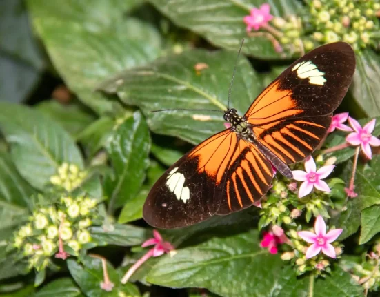 Secrets d'éternité : ces papillons tropicaux défient le temps