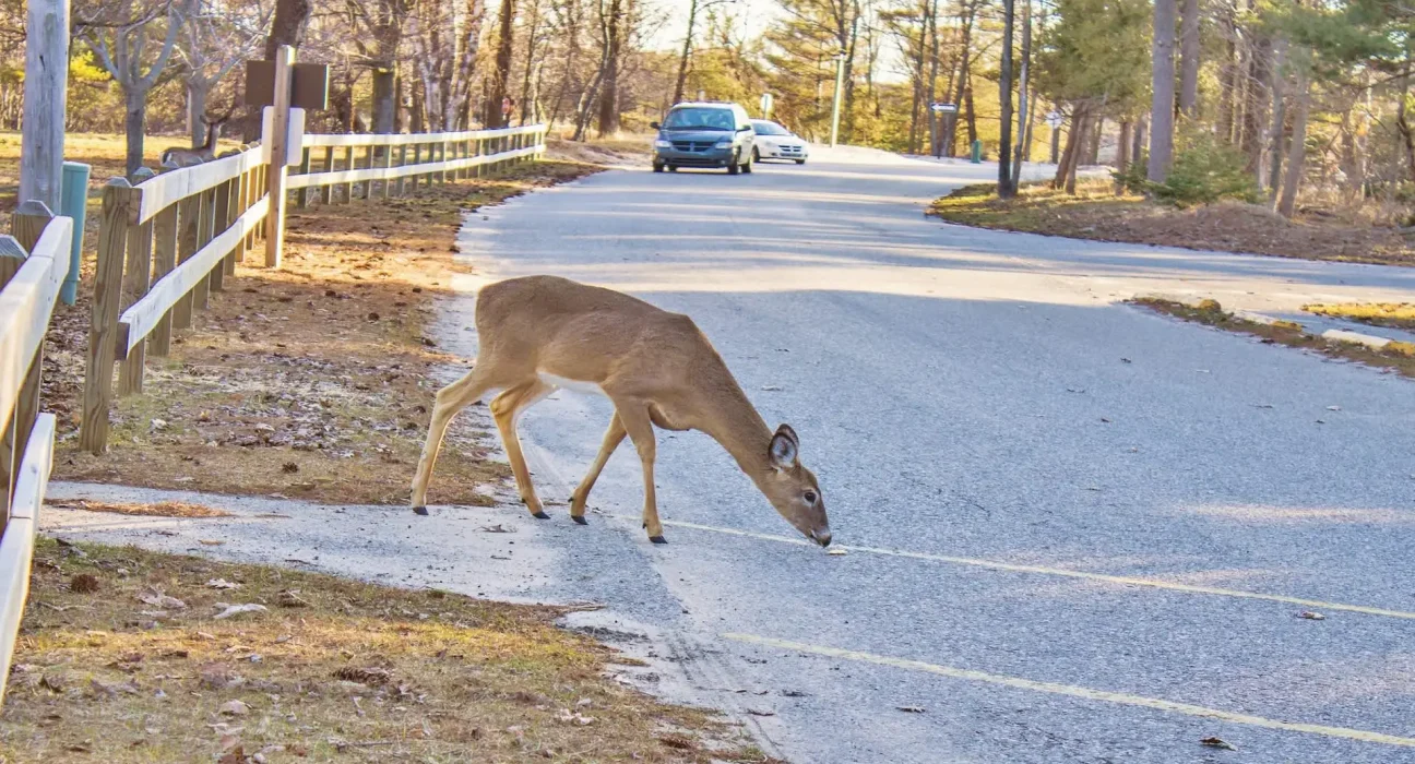 Silence Électrique : Les Animaux Réagissent de Manière Inattendue aux Voitures Électriques dans le Quartier