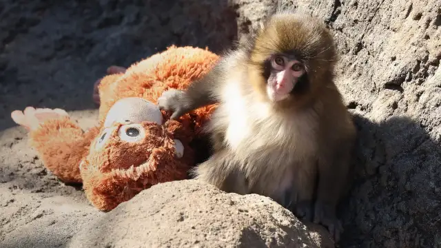 Singe viral frappé par un laser dans un zoo japonais, alerte sur les risques de cécité.