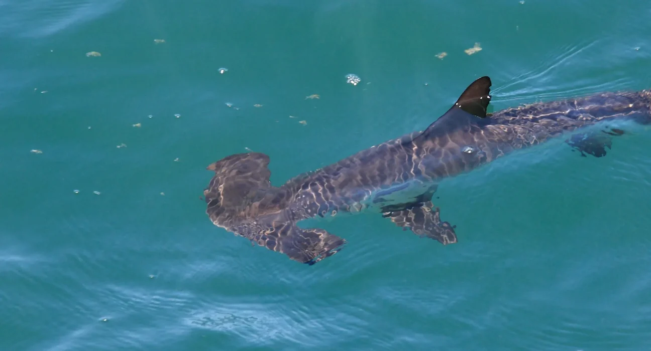 Sous l'horizon de Miami, les bébés requins marteaux affrontent un bayou se transformant en océan ouvert.