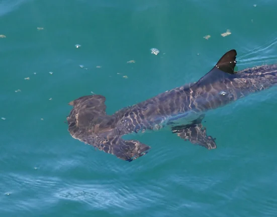 Sous l'horizon de Miami, les bébés requins marteaux affrontent un bayou se transformant en océan ouvert.