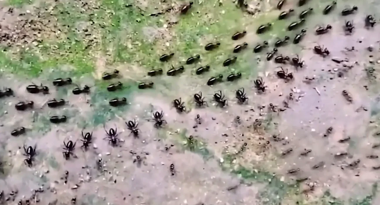 Spectaculaire Immersion : Armées de Fourmis et de Termites face à un Conflit Étonnant