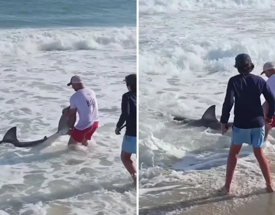 Suivez en direct le grand requin blanc Quint : 100ème balise, Côte de Cape Cod !