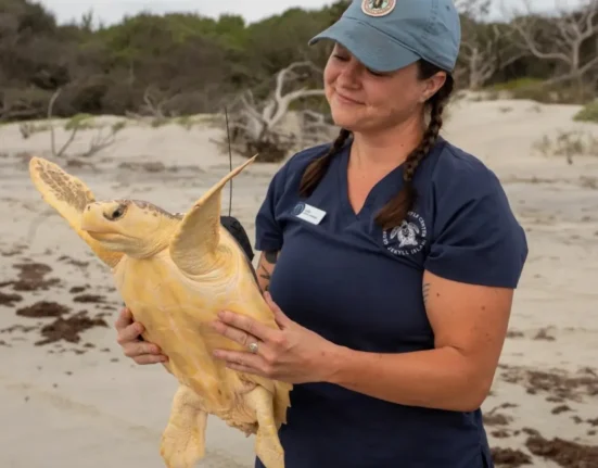 Tortue de mer gelée trompe les sauveteurs avant qu’un test ADN ne révèle un hybride rare.