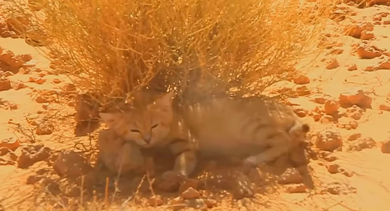 Un Clip YouTube de 18 Secondes Dévoile un Sanctuaire de Chats de Sable dans le Sahara Libyen