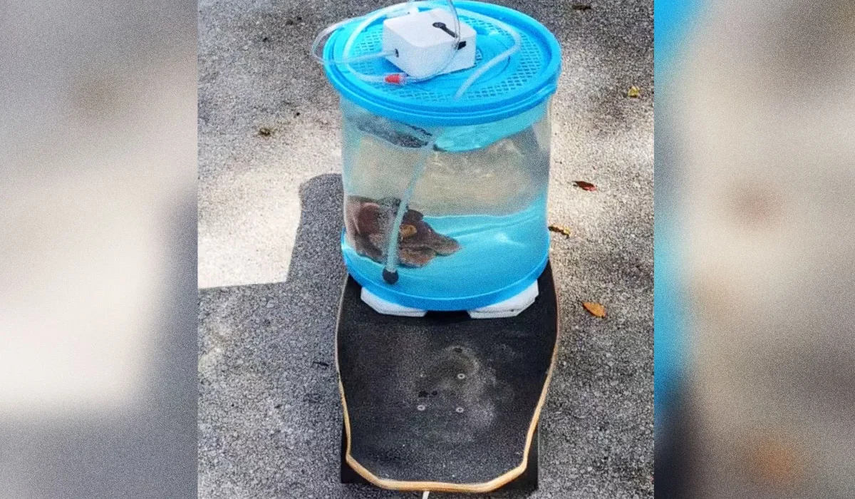 Un Homme Promène Son Poulpe dans le Quartier : Une Scène Captivante.