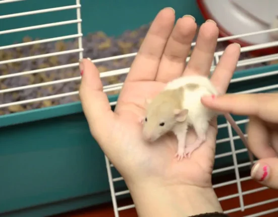 Un Médicament Contre l'Asthme Revitalise le Cerveau de Rats Âgés.