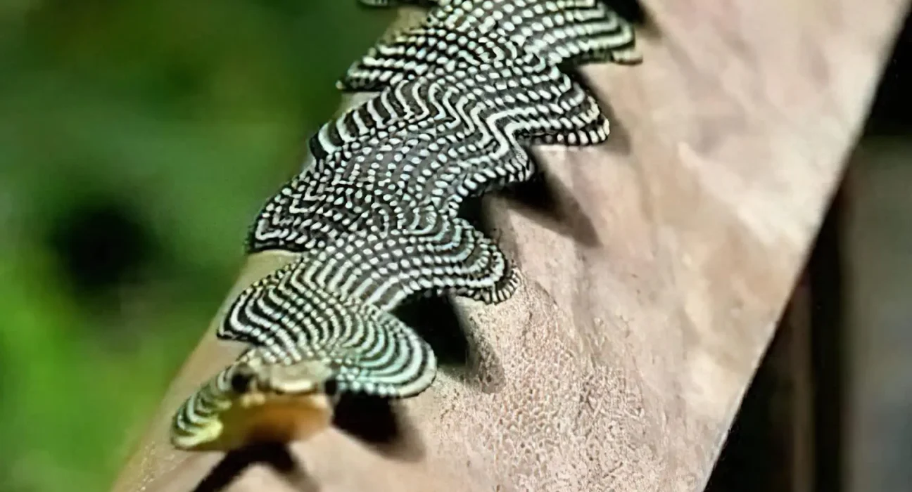 Un Serpent Volant de Paradis Aplatit en Ruban : 'Ils Vole maintenant ?!'
