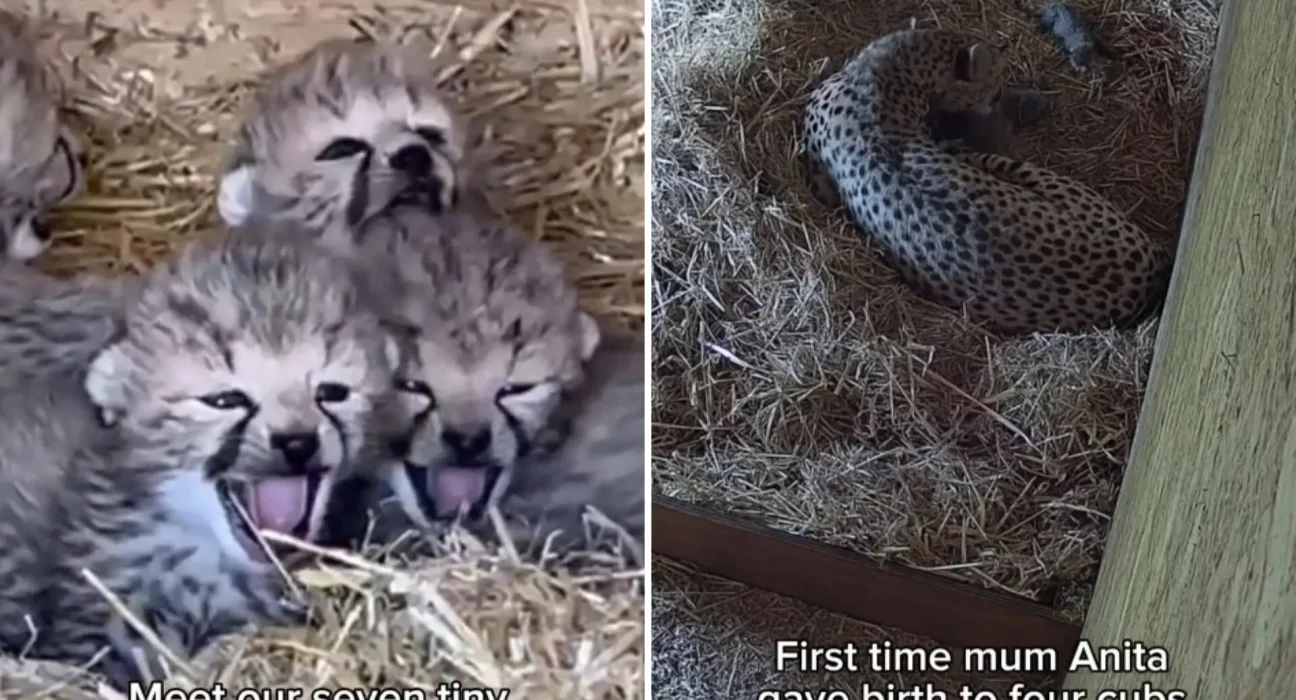 Un Triomphe de Conservation : Sept Cubes de Guépard Nés au Zoo Britannique Après 15 Ans de Lutte