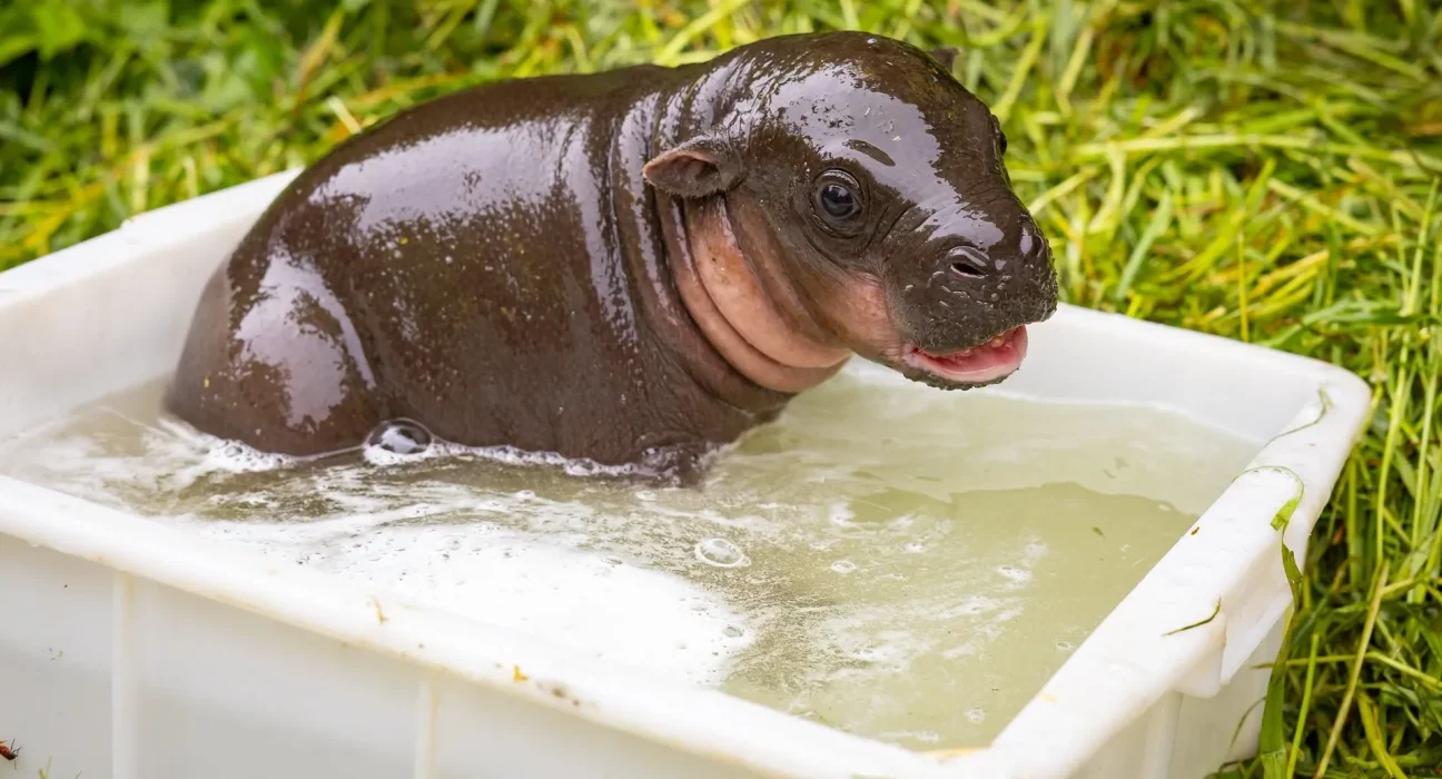 Un adorable bébé hippopotame pygmée nommé 'Pain Pita' enflamme la toile et séduit le Zoo de Berlin.