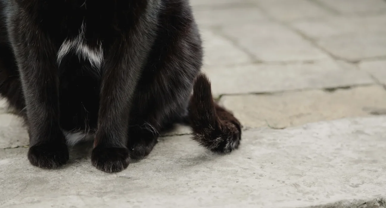 Un chat noir sauvé d'un parc de caravanes suscite des questions sur le vitiligo
