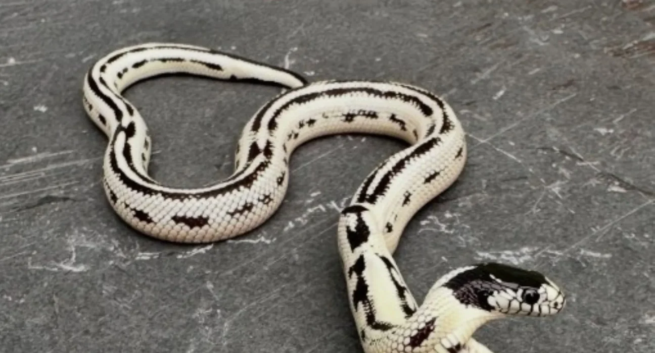 Un cobra californien à deux têtes bat tous les records de longévité parmi les jumeaux conjoints observés par les experts de Berkeley.