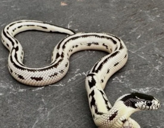 Un cobra californien à deux têtes bat tous les records de longévité parmi les jumeaux conjoints observés par les experts de Berkeley.