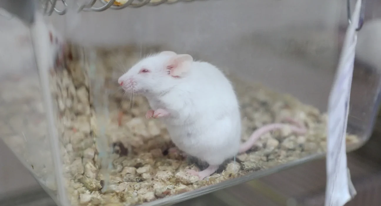 Un composé expérimental contre Alzheimer prolonge la vie des souris en ciblant des mécanismes ignorés par les médicaments actuels.