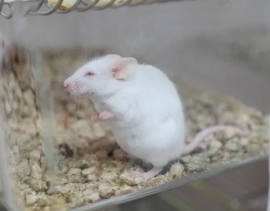 Un composé expérimental contre Alzheimer prolonge la vie des souris en ciblant des mécanismes ignorés par les médicaments actuels.