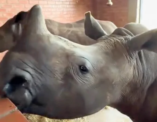 Un étudiant en médecine vétérinaire filme des bébés rhinocéros et leurs cris évoquant ceux des baleines surprennent tout le monde.