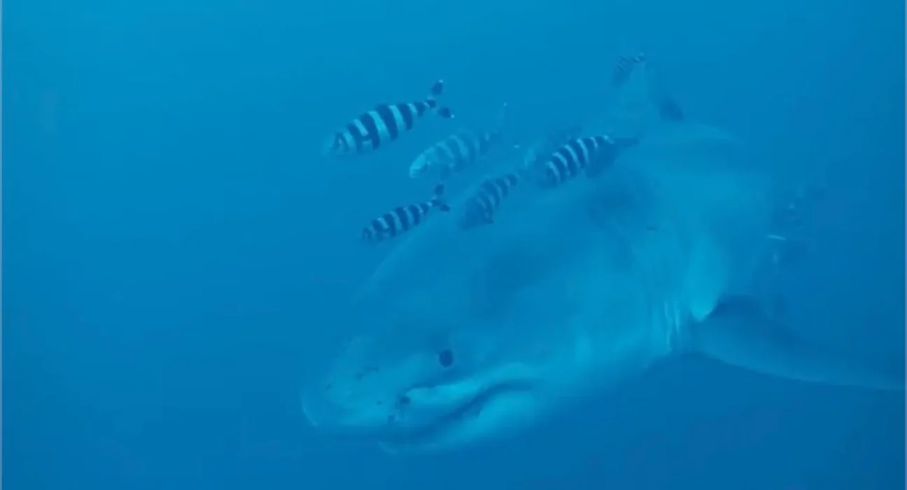 Un grand requin blanc de 4 mètres nage gracieusement près d'un plongeur en éliminant des filets fantômes à 60 mètres de profondeur au large de l'Italie.