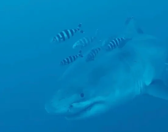 Un grand requin blanc de 4 mètres nage gracieusement près d'un plongeur en éliminant des filets fantômes à 60 mètres de profondeur au large de l'Italie.